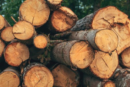 Foto de Industria maderera, tala troncos de árboles apilados para el transporte - Imagen libre de derechos