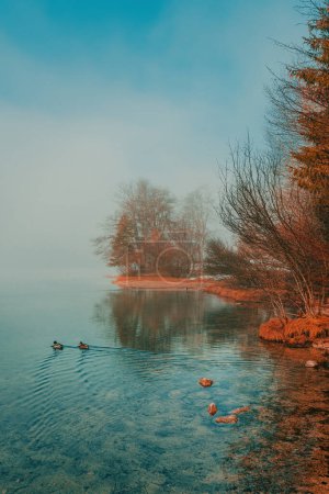 Téléchargez les photos : Canards colverts sauvages nageant dans l'eau propre du lac Bohinj glaciaire dans le brouillard matin d'hiver, foyer sélectif - en image libre de droit