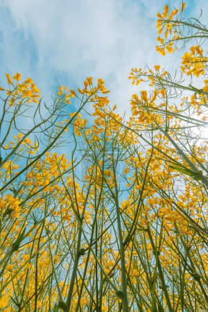 Téléchargez les photos : Colza cultures de canola avec des fleurs jaunes en fleurs au printemps par une journée ensoleillée, vue à faible angle, mise au point sélective - en image libre de droit