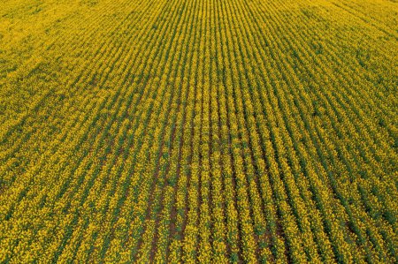 Photo for Canola field in bloom from drone pov. Aerial shot of large rapeseed crop plantation in spring. High angle view. - Royalty Free Image