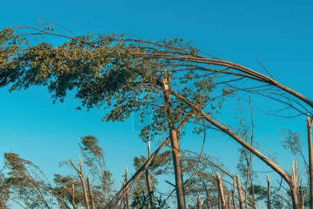 Foto de Daño ambiental, paisaje forestal caducifolio devastado después de una severa tormenta de supercélulas de verano con fuerte viento, enfoque selectivo - Imagen libre de derechos