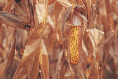 Photo for Ripe ear of corn crop in cultivated agricultural field ready for harvest, selective focus - Royalty Free Image