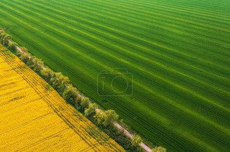 Photo for Fields of yellow blooming canola and green wheat seedlings from drone pov, diagonally composed aerial shot of cultivated plantation as minimal abstract background, high angle view - Royalty Free Image
