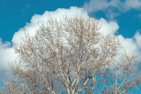 Foto de Nube blanca esponjosa detrás de la copa de un árbol de hoja caduca en el parque, hermoso paisaje escénico fondo - Imagen libre de derechos
