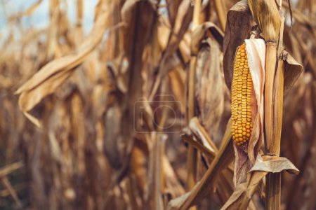 Photo for Ripe corn for harvest, yellow ear of corn with dry grains on stalk in cultivated agricultural plantation, selective focus - Royalty Free Image