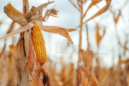 Photo for Ripe corn on the cob on maize crop stalk in autumn ready for harvest, selective focus - Royalty Free Image