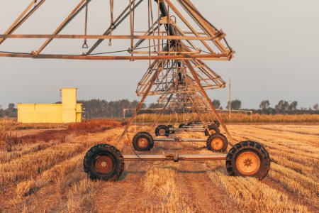Téléchargez les photos : Arroseurs d'irrigation agricoles automatisés sur champ cultivé, orientation sélective - en image libre de droit