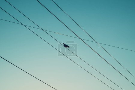 Photo for Silhouette of a pigeon on electrical wires against the sunset sky, back lit image - Royalty Free Image