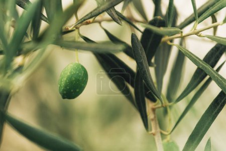 Photo for Green olive on branch in organic orchard, homegrown produce plantation, selective focus - Royalty Free Image