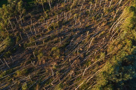 Photo for Aerial shot of devastated forest landscape after supercell storm in summer, drone pov shot of environmental damage scenery from above - Royalty Free Image