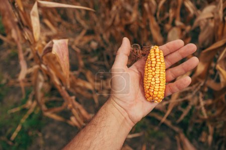 Téléchargez les photos : Fermier tenant un petit maïs non développé sur l'épi sur la paume de sa main, mise au point sélective - en image libre de droit