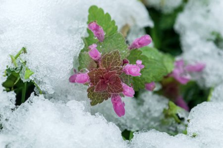 Photo for Purple dead nettle in snow, snowing in spring, selective focus - Royalty Free Image