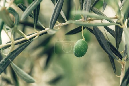 Foto de Oliva verde en rama en huerto orgánico, plantación de productos caseros, enfoque selectivo - Imagen libre de derechos