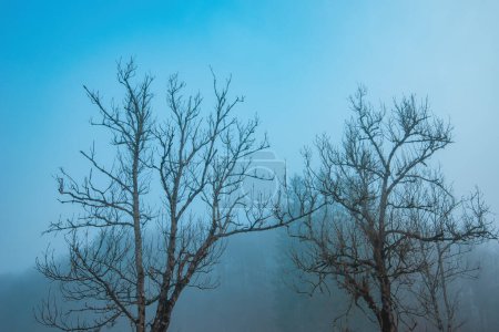 Téléchargez les photos : La beauté obsédante des branches d'arbres à feuilles caduques nues enveloppées de brouillard. Un mélange envoûtant d "étourdissement et de mystère. Concentration sélective. - en image libre de droit