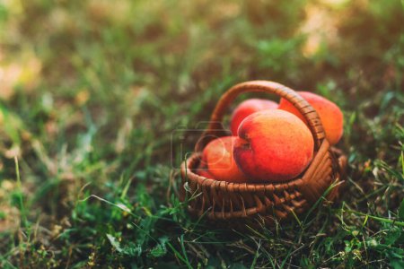 Téléchargez les photos : Fruits mûrs d'abricot dans un panier en osier sur sol de verger bio, mise au point sélective - en image libre de droit