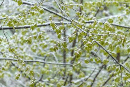Téléchargez les photos : Neige au printemps. Des flocons de neige tombent délicatement sur des branches d'arbres ornées de feuilles vertes. Nature changeante et imprévisible des saisons - en image libre de droit
