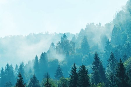 Téléchargez les photos : Brouillard matinal dans un magnifique paysage de forêt alpine à feuilles persistantes, mise au point sélective - en image libre de droit