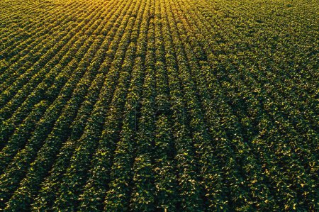Photo for Aerial shot of cultivated soybean field from drone pov. High angle view of Glycine Max plantation in summer sunset. Diminishing perspective. - Royalty Free Image
