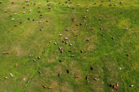 Photo for Aerial view of dairy farm cattle cow herd grazing in lush green meadow, drone pov high angle view - Royalty Free Image