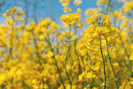 Téléchargez les photos : Le canola ou colza est une plante à floraison jaune vif cultivée principalement pour ses graines riches en huile, à orientation sélective. - en image libre de droit