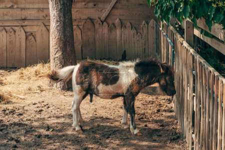 Photo for Male shetland pony horse inside of farm paddock with visible reproductive organ, selective focus - Royalty Free Image