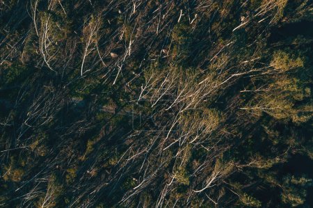 Téléchargez les photos : Vue aérienne du paysage forestier dévasté après une tempête supercellulaire en été, vue par drone des paysages endommagés par l'environnement d'en haut - en image libre de droit