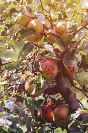 Téléchargez les photos : Pommes biologiques pourries sur l'arbre dans le verger, foyer sélectif - en image libre de droit