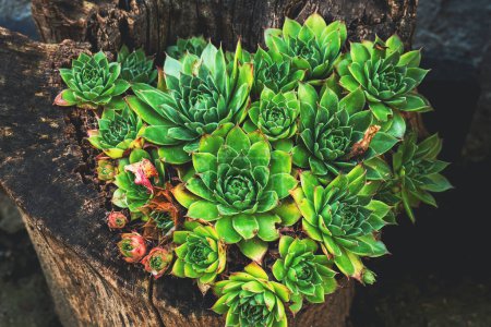 Photo for Common houseleek or sempervivum tectorum is also known as healing blade, high angle view - Royalty Free Image