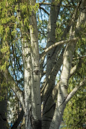 Foto de Álamo blanco (Populus alba) árbol en primavera, enfoque selectivo - Imagen libre de derechos