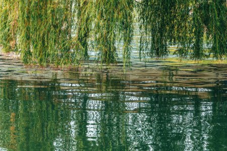 Photo for Weeping willow branches above the river water surface, selective focus - Royalty Free Image
