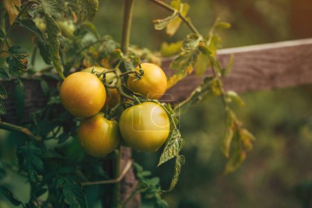 Téléchargez les photos : Légumes de tomates cultivés dans la cour arrière potager biologique en été, accent sélectif - en image libre de droit
