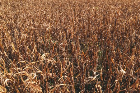 Foto de Campo de maíz de mala calidad en malas condiciones después de la severa temporada de sequía de verano, vista de ángulo alto - Imagen libre de derechos