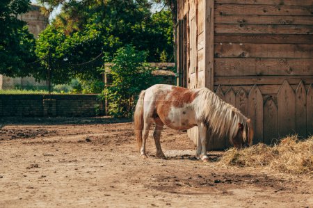 Photo for Cute shetland pony horse feeding on hay on ranch, selective focus - Royalty Free Image