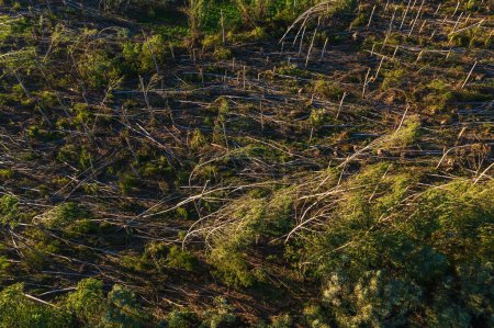 Photo for Aerial shot of devastated forest landscape after supercell storm in summer, drone pov shot of environmental damage scenery from above - Royalty Free Image