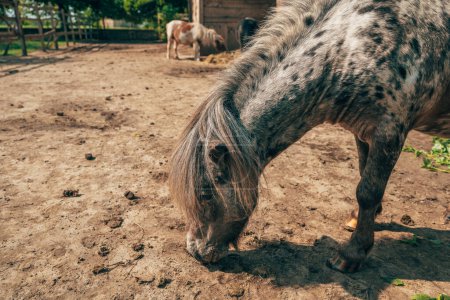 Foto de Lindo caballo de pony de shetland poco con pelo largo dentro de la granja paddock, enfoque selectivo - Imagen libre de derechos