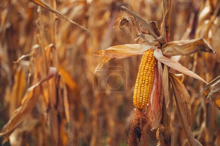 Photo for Ripe corn for harvest, yellow ear of corn with dry grains on stalk in cultivated agricultural plantation, selective focus - Royalty Free Image