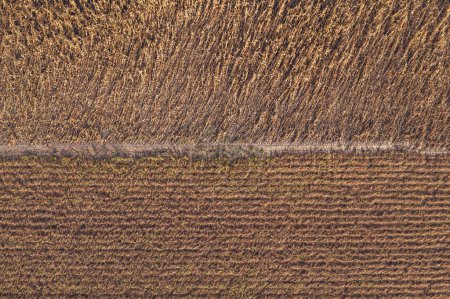 Téléchargez les photos : Vue aérienne du champ de soja mûr et de colza du point de vue du drone, directement au-dessus - en image libre de droit