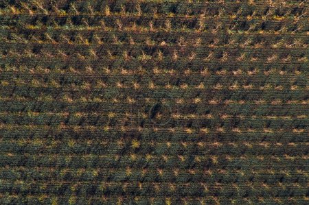 Foto de Plantación de vivero de árboles de Cottonwood desde el punto de vista de drones, plano aéreo de un pequeño y joven árbol en crecimiento, vista superior - Imagen libre de derechos