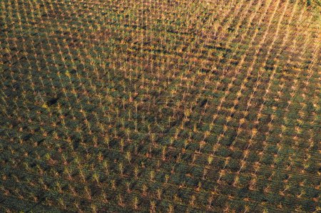 Photo for Cottonwood tree nursery plantation from drone pov, aerial shot of young small tress growing, high angle view - Royalty Free Image