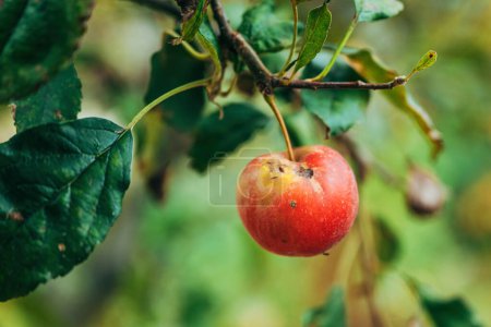 Téléchargez les photos : Vieux pommiers trop mûrs sur la branche dans le verger, foyer sélectif - en image libre de droit