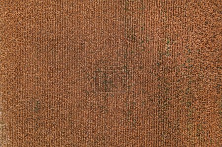 Photo for Aerial shot of ripe corn crop plantation field from drone pov, as abstract agricultural texture and background, drone pov directly above - Royalty Free Image