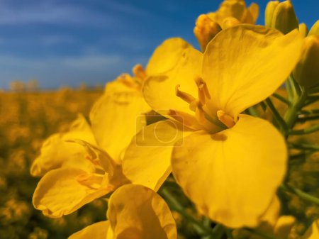 Photo for Extreme closeup of yellow canola flower, rapeseed crops in bloom, selective focus - Royalty Free Image