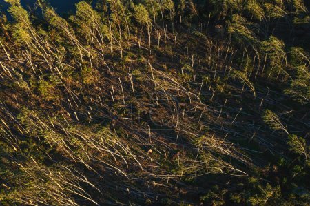 Téléchargez les photos : Vue aérienne du paysage forestier dévasté après une tempête supercellulaire en été, vue par drone des paysages endommagés par l'environnement d'en haut - en image libre de droit