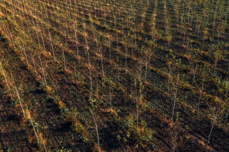 Foto de Plantación de vivero de árboles de Cottonwood desde el punto de vista de drones, plano aéreo de un pequeño y joven árbol en crecimiento, vista de ángulo alto - Imagen libre de derechos