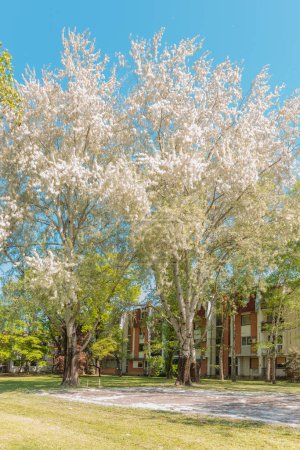 Foto de Calabazas de álamo blanco (Populus alba) en flor en primavera, enfoque selectivo - Imagen libre de derechos