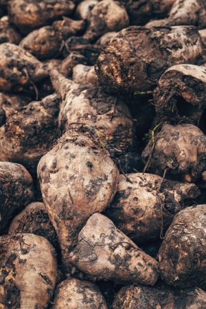 Photo for Closeup of sugar beet root crop on a pile after harvest, dirty Beta Vulgaris roots, selective focus - Royalty Free Image