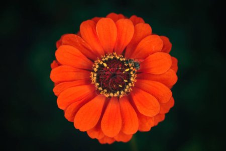 Téléchargez les photos : Abeille à miel sur fleur de zinnia commune rouge, vue de dessus - en image libre de droit