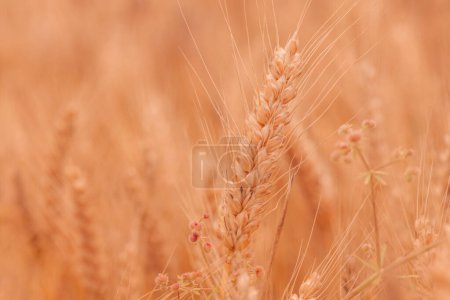 Photo for Healthy ripe ear of wheat in cultivated field with some weed in the background, selective focus - Royalty Free Image