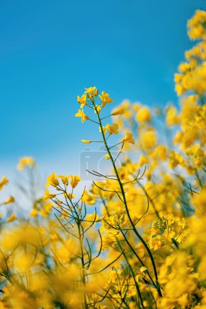 Photo for Canola, rapeseed or oilseed rape crop is bright-yellow flowering plant cultivated mainly for its oil-rich seed, selective focus - Royalty Free Image