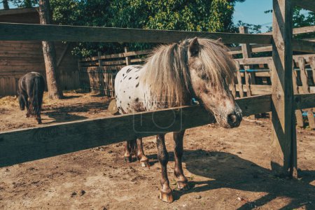Téléchargez les photos : Mignon cheval de poney shetland tacheté collant sa tête hors du paddock, foyer sélectif - en image libre de droit